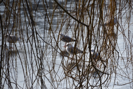 Kokmeeuwen op het ijs