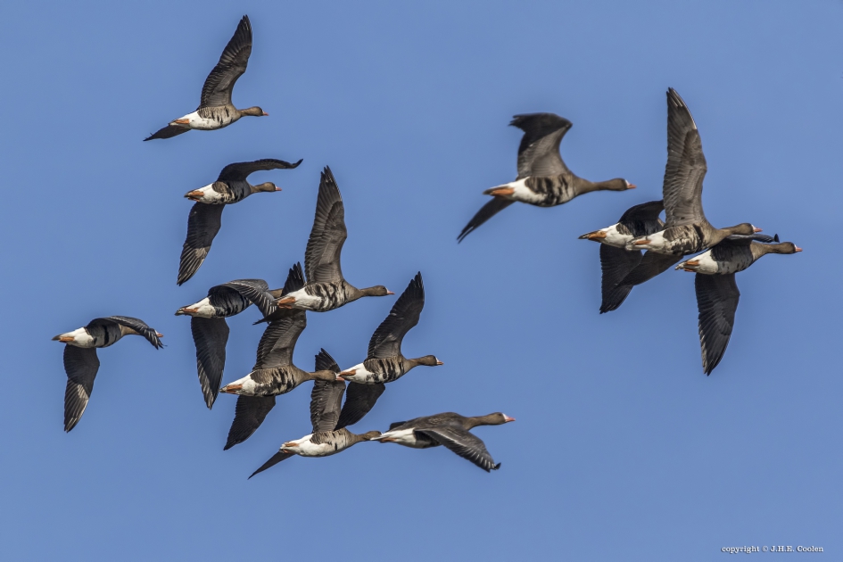 Kolganzen - Vogels - Kolgans