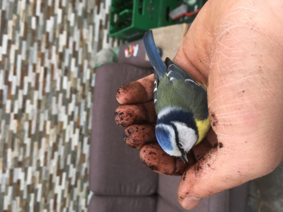 Koolmees gered na vlucht tegen het raam - Vogels - Koolmees