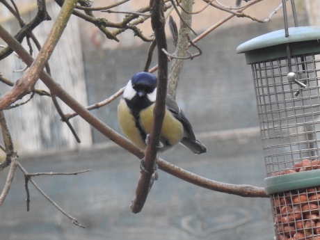 Koolmees kijkt of de kust veilig is voor hij naar de voedertoren gaat