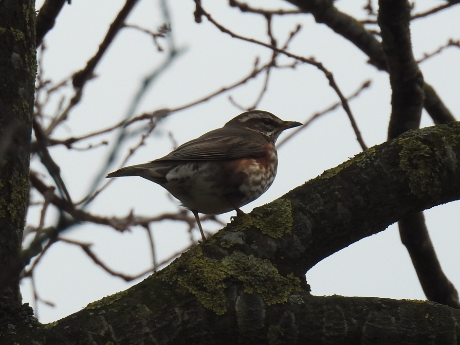 Koperwiek - Vogels - Koperwiek