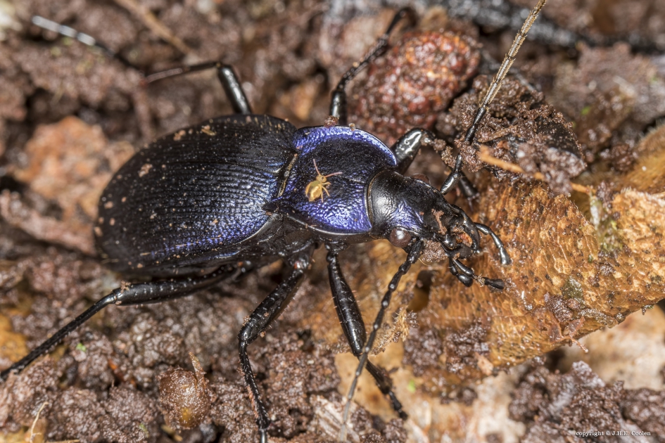 Korrelschallebijter met berijder - Geleedpotigen - Korrelschallebijter
