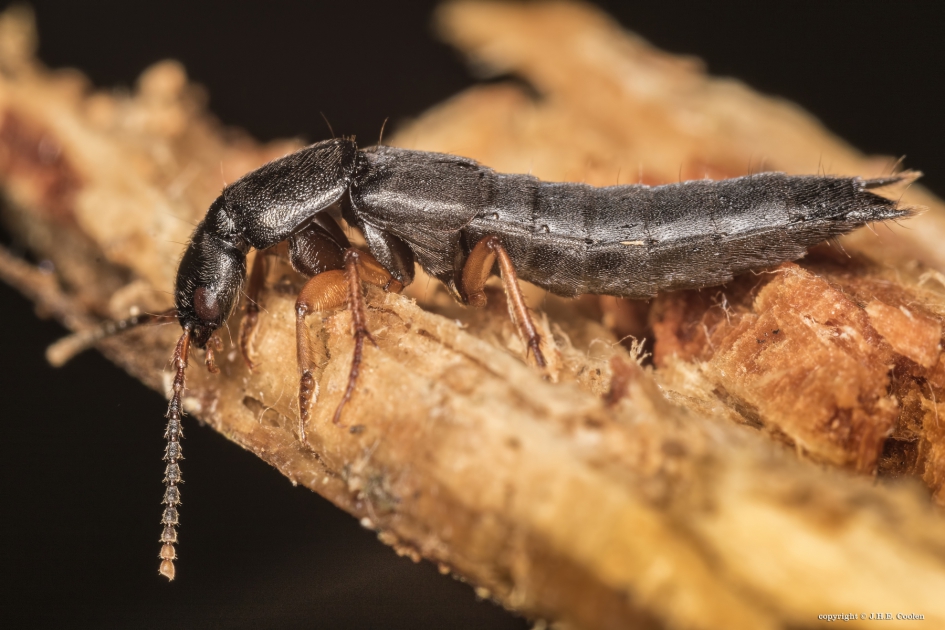 Kortschildkever - Geleedpotigen - Kortschildkever