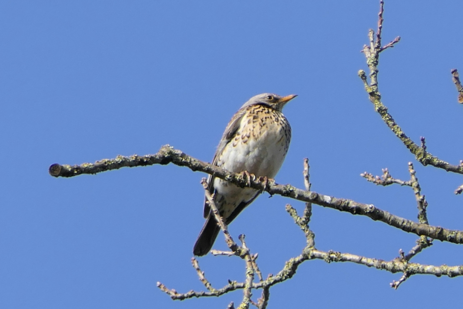 Kramsvogel - Vogels - Kramsvogel