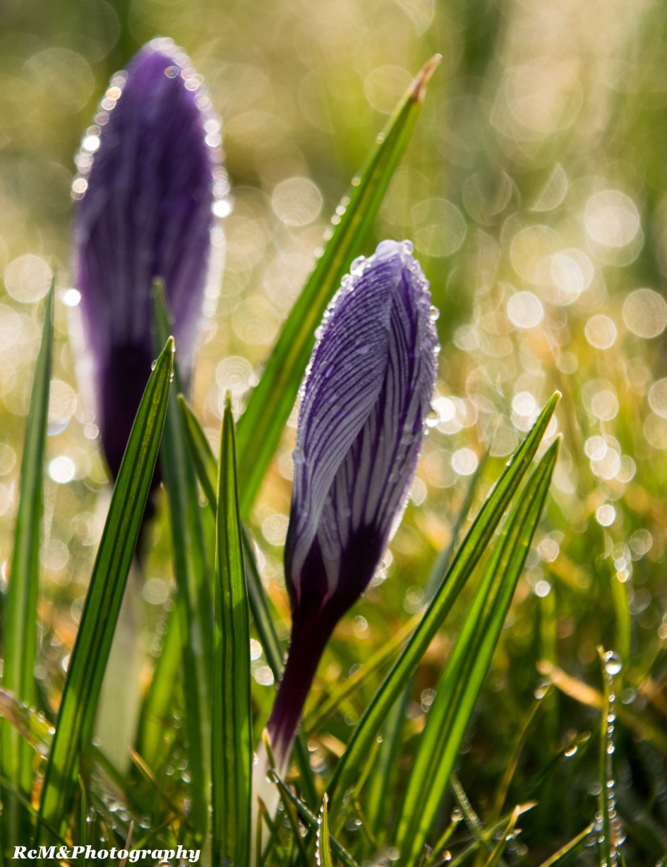Krokus. - Planten - Krokus.