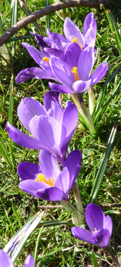 Krokus