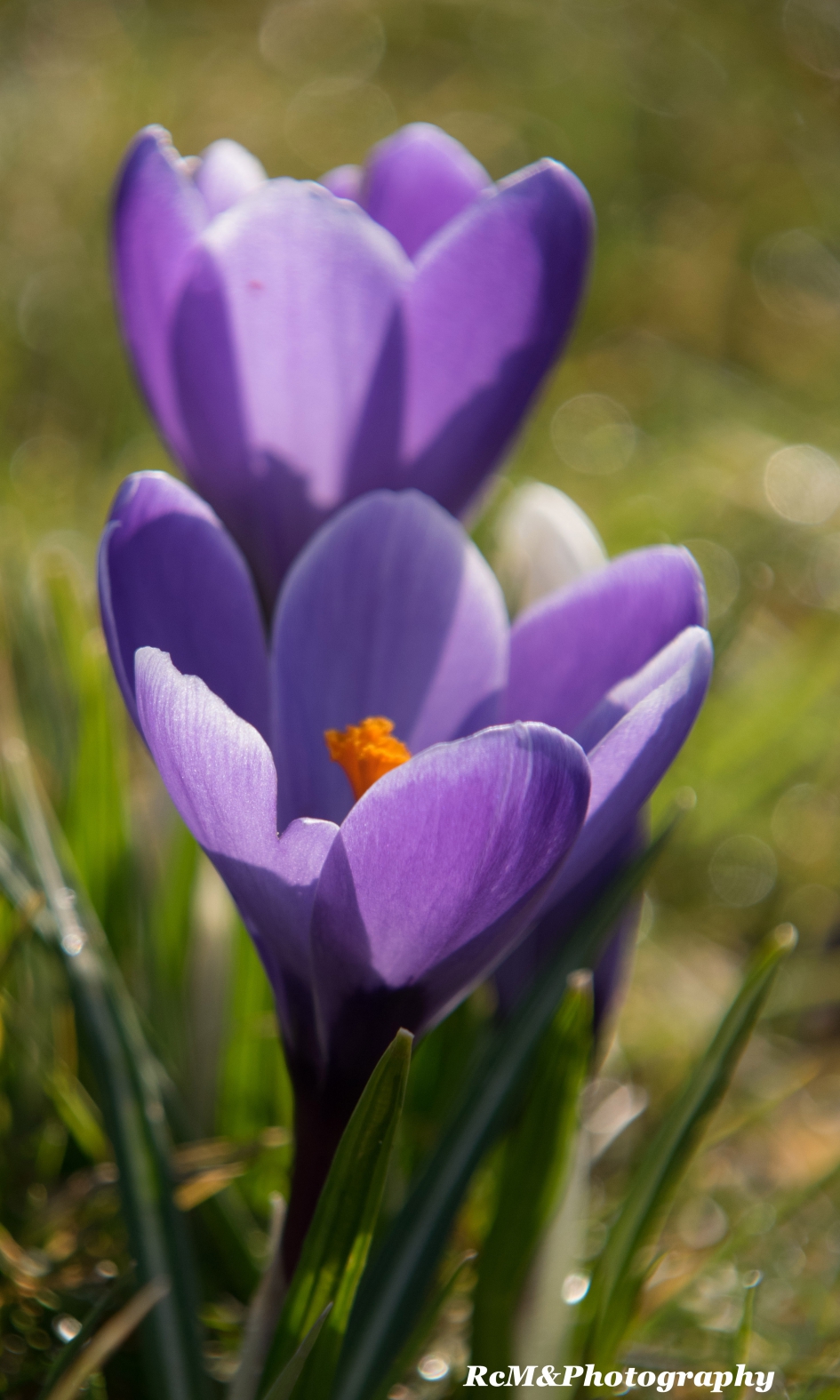 Krokus. - Planten - Krokus.