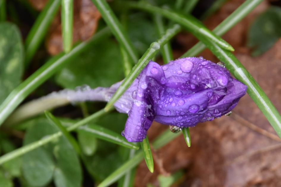 Krokus met regendruppels - Planten - 