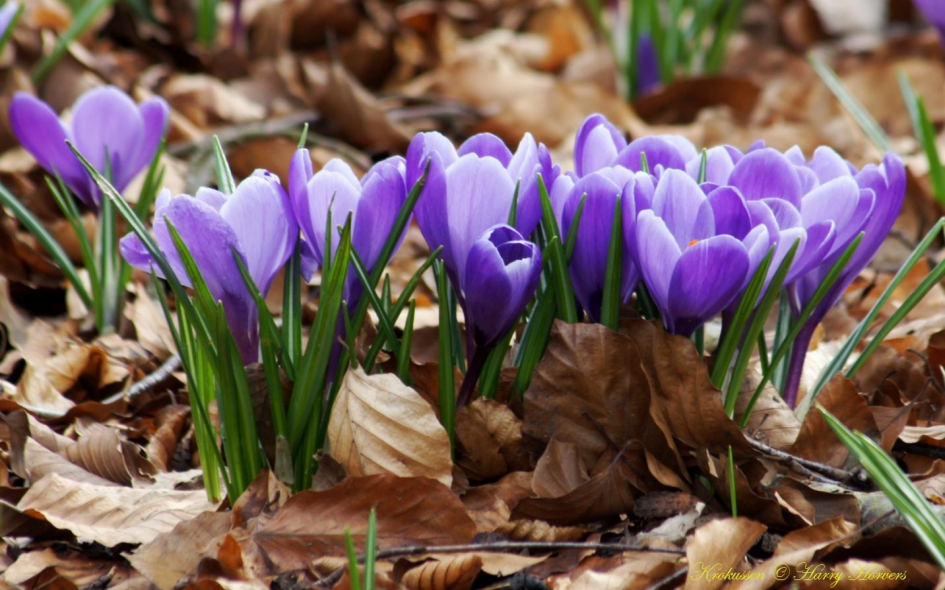 krokussen - Planten - krokussen