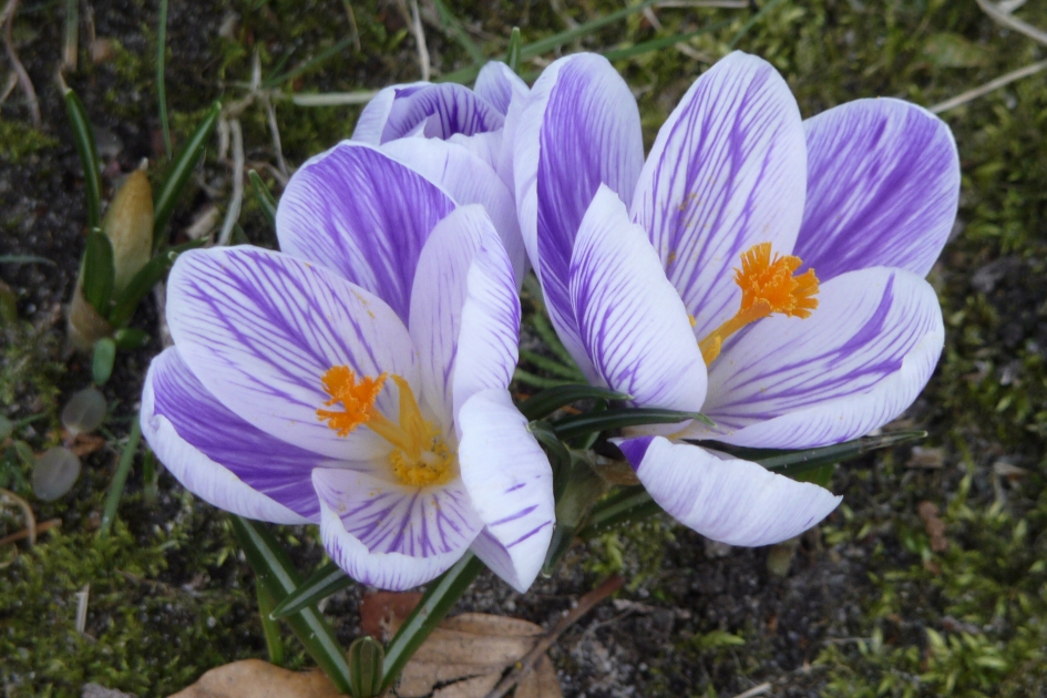 Krokussen - Planten - 