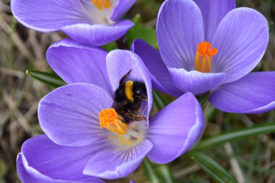 Krokussen - Planten - 