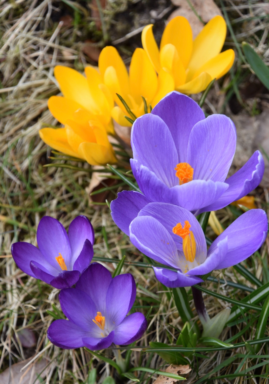 Krokussen - Planten - 