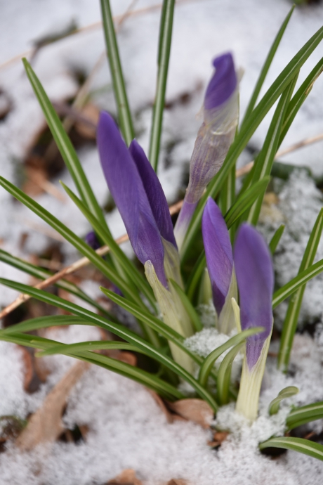 Krokussen in de sneeuw