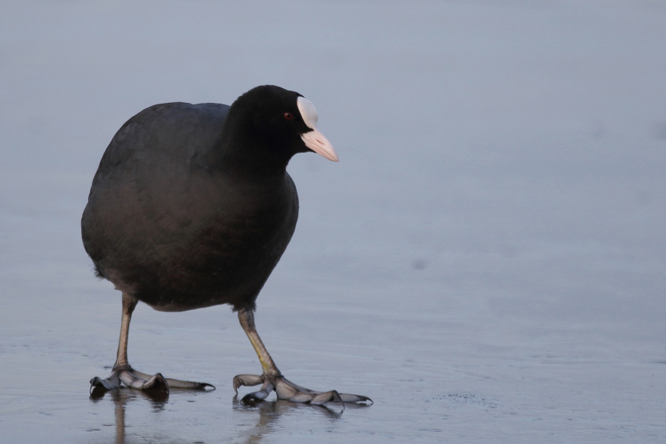 kromme tenen - Vogels - 