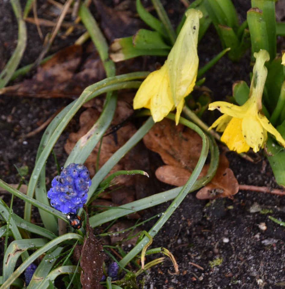 Laag op de grond... - Planten - 