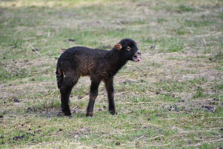Lammetje.. - Zoogdieren - 