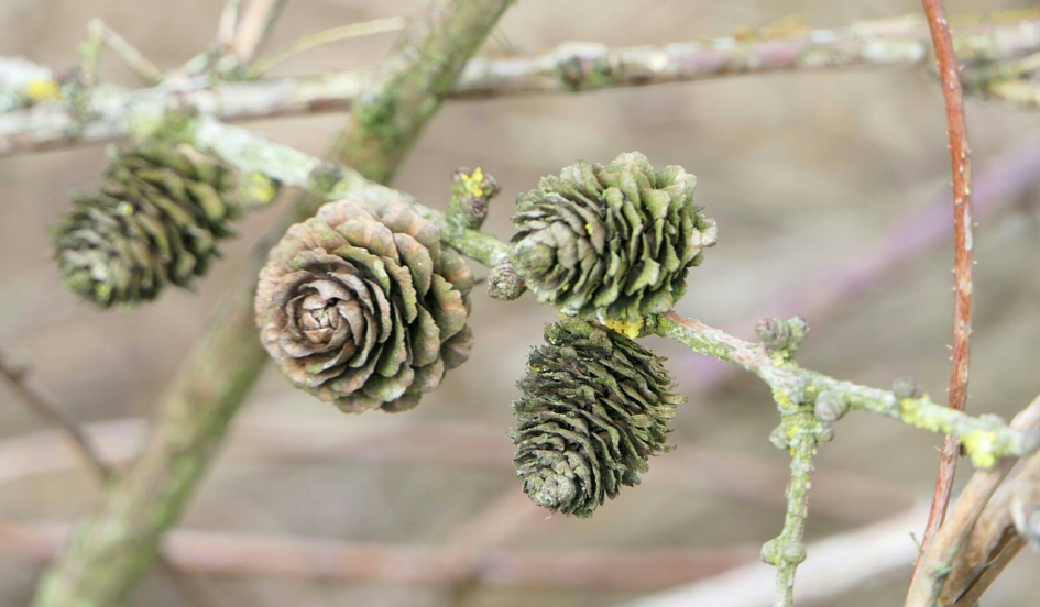 Lariks - Planten - Lariks