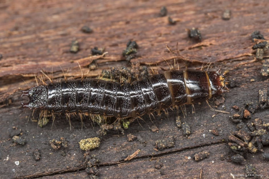 Larve van....... - Geleedpotigen - Loopkever