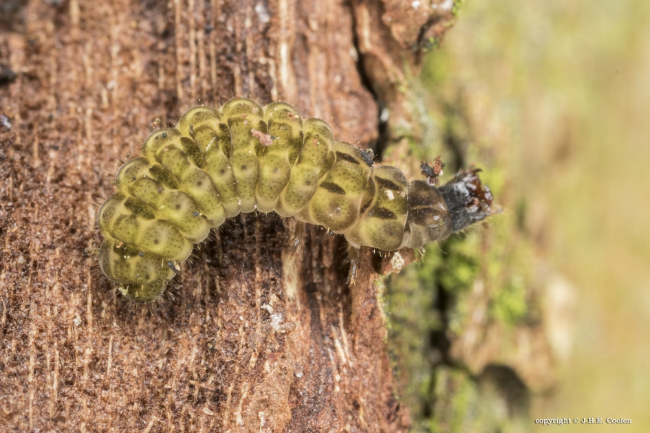 Larve van....... - Geleedpotigen - Soldaatje