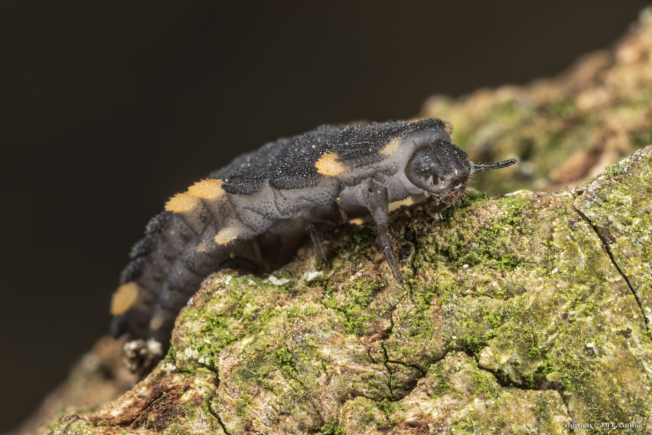 Larve van....... - Geleedpotigen - Viervlekschimmelvreter, larve