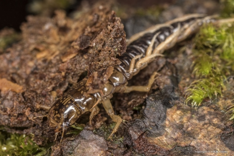 Larve van een Elzenvlieg