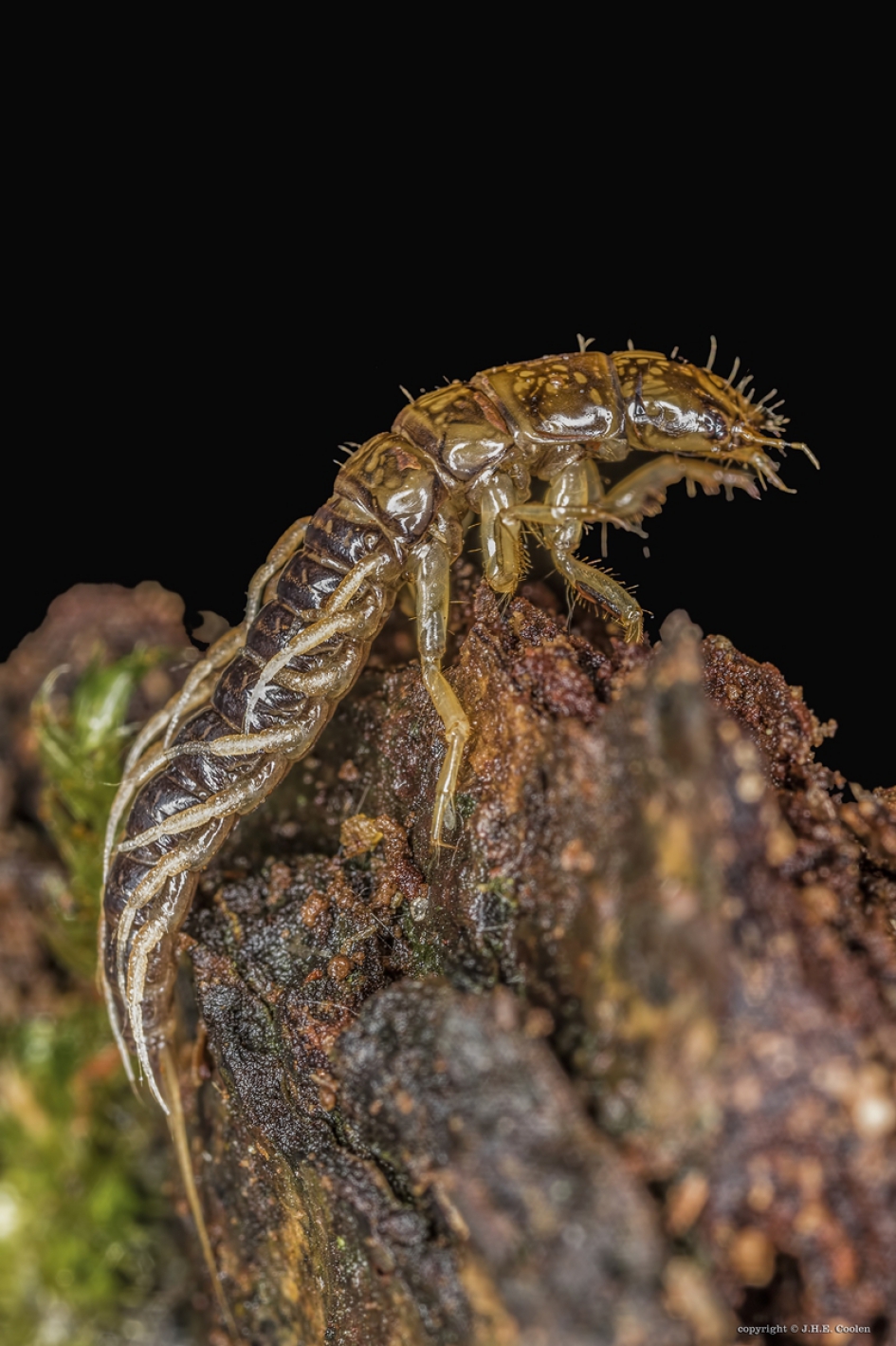 Larve van een Elzenvlieg (slijkvlieg) - Geleedpotigen - Elzenvlieg (larve)