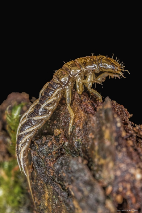 Larve van een Elzenvlieg (slijkvlieg)