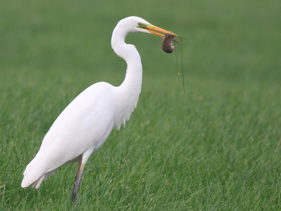 Lekker muisje - Vogels - Grote Zilverreiger