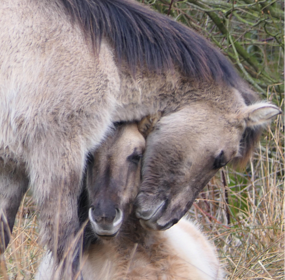 Lente - Zoogdieren - Paard