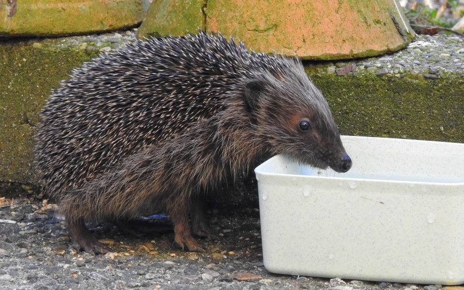 LENTE !!! - Zoogdieren - Egel