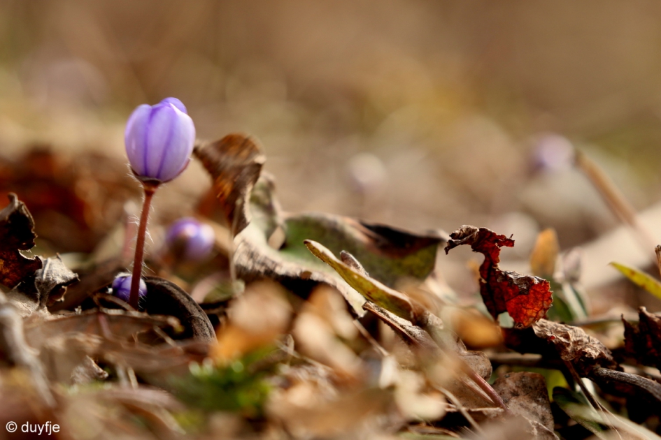 Lentebode - Planten - Leverbloempje