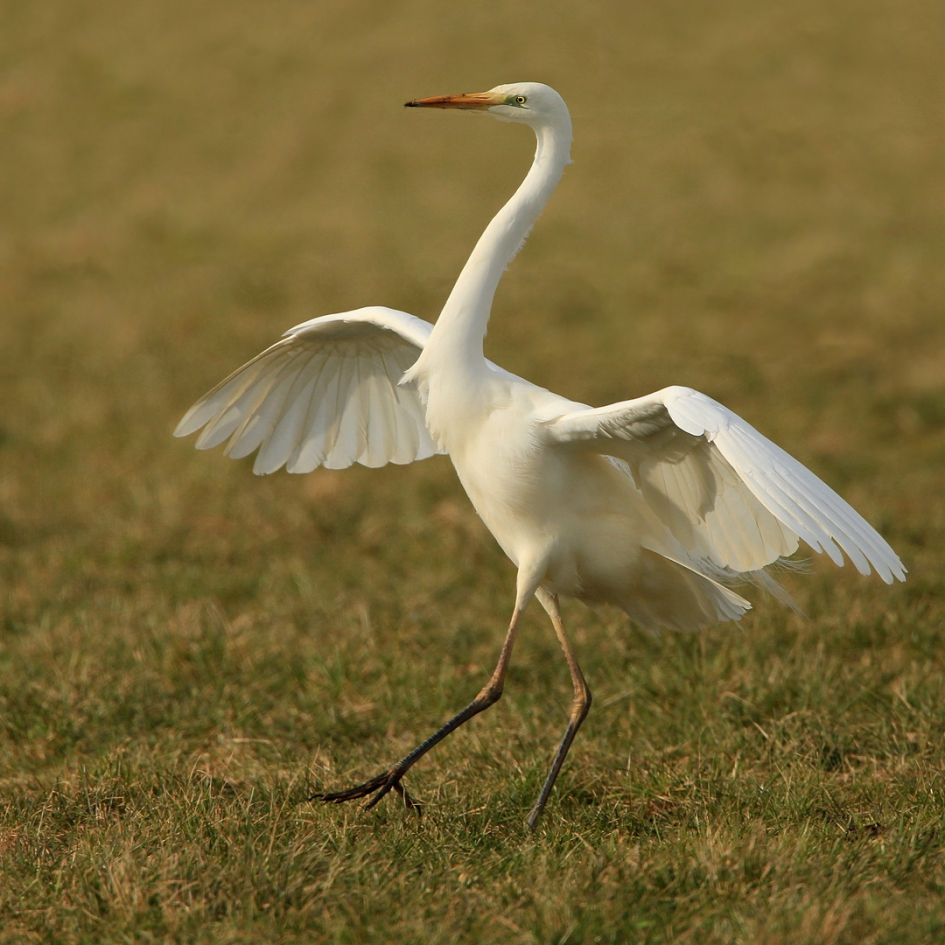 Lentedans - Vogels - Grote Zilverreiger
