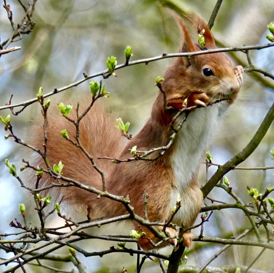 Lentehapje - Zoogdieren - Eekhoorn