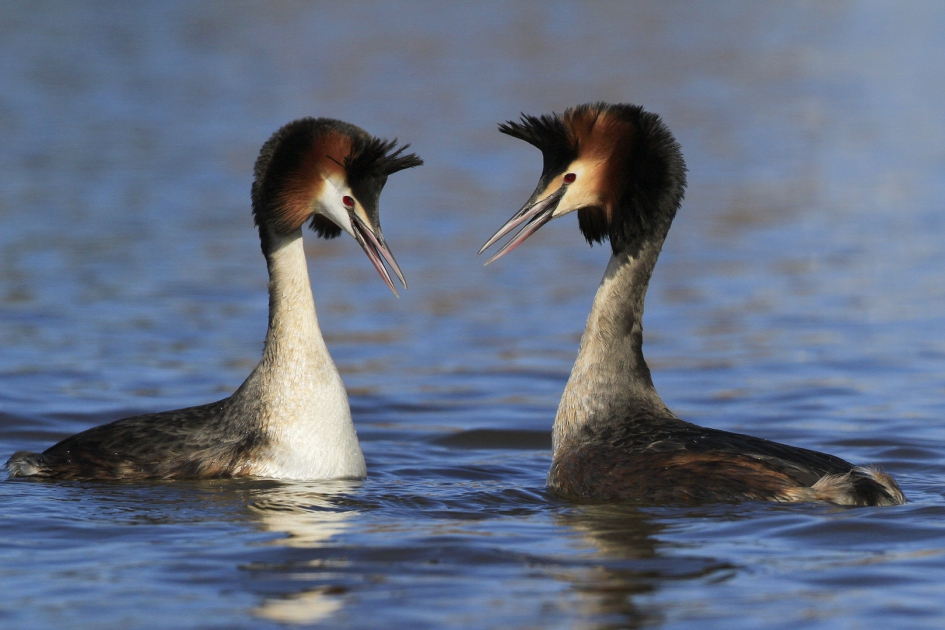 Liefde is ..... - Vogels - Fuut