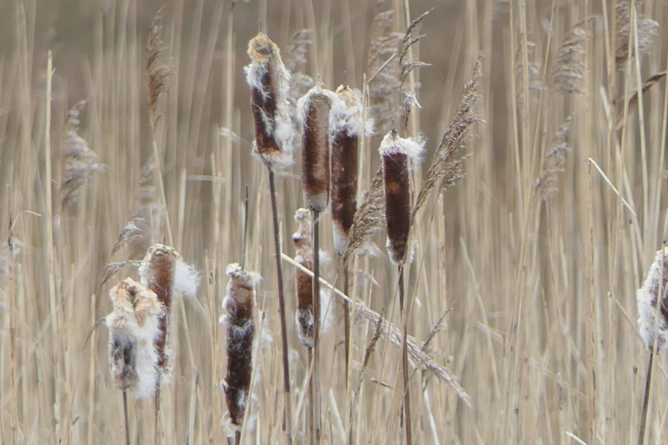 Lisdodde - Planten - Lisdodde