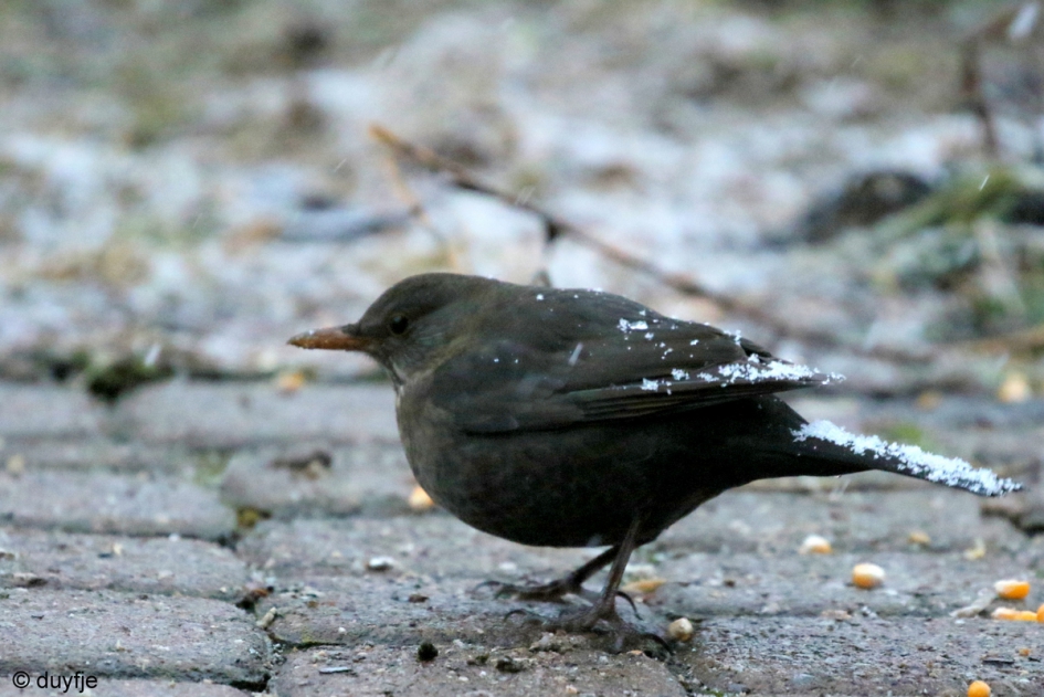 Maart roert zijn staart - Vogels - Merel