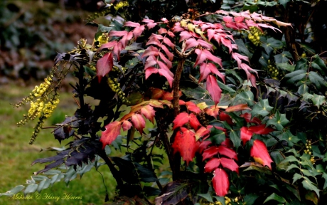 Mahonia