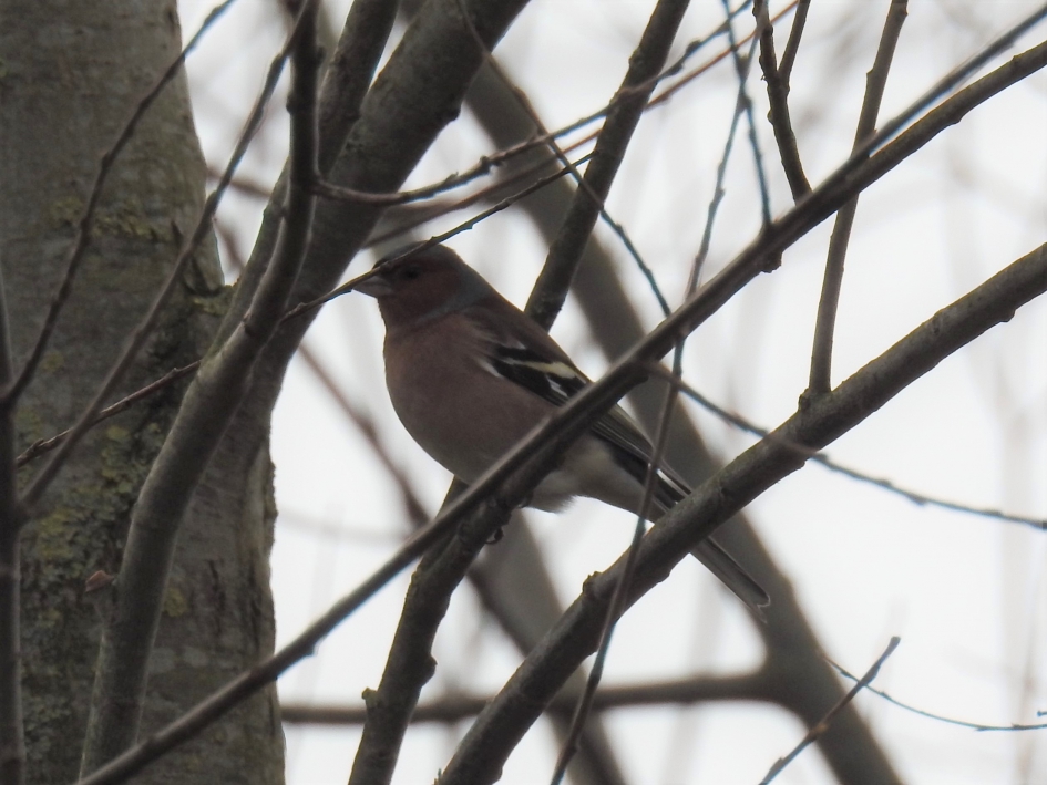 Mannetjes vink - Vogels - Vink