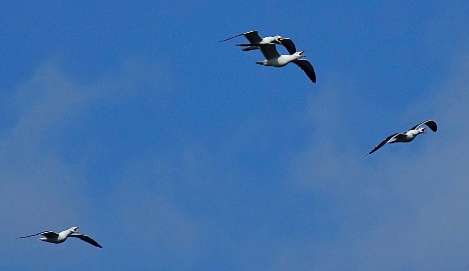 Mantelmeeuw koor - Vogels - Kleine Mantelmeeuw