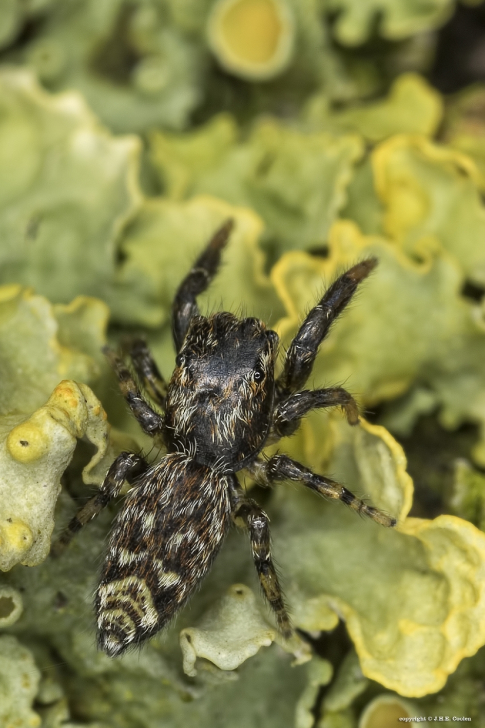 Marpissa muscosa (jonkie) - Geleedpotigen - Marpissa muscosa