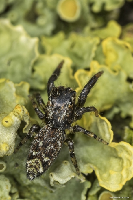 Marpissa muscosa (jonkie)