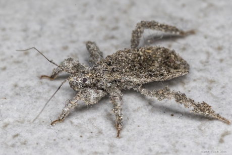 Maskerwants (Reduvius personatus) 1