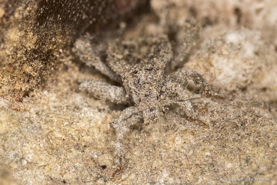 Maskerwants (Reduvius personatus) 2 - Geleedpotigen - Maskerwants