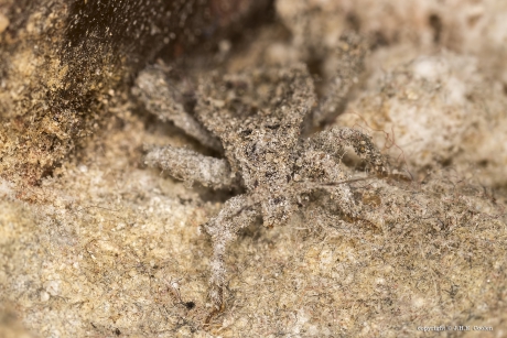 Maskerwants (Reduvius personatus) 2