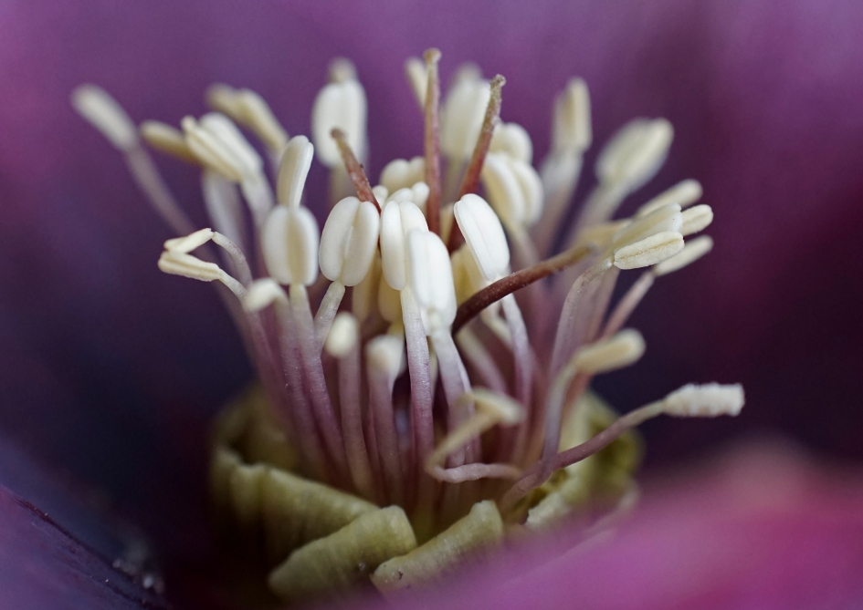 Meeldraden nieskruid - Planten - 