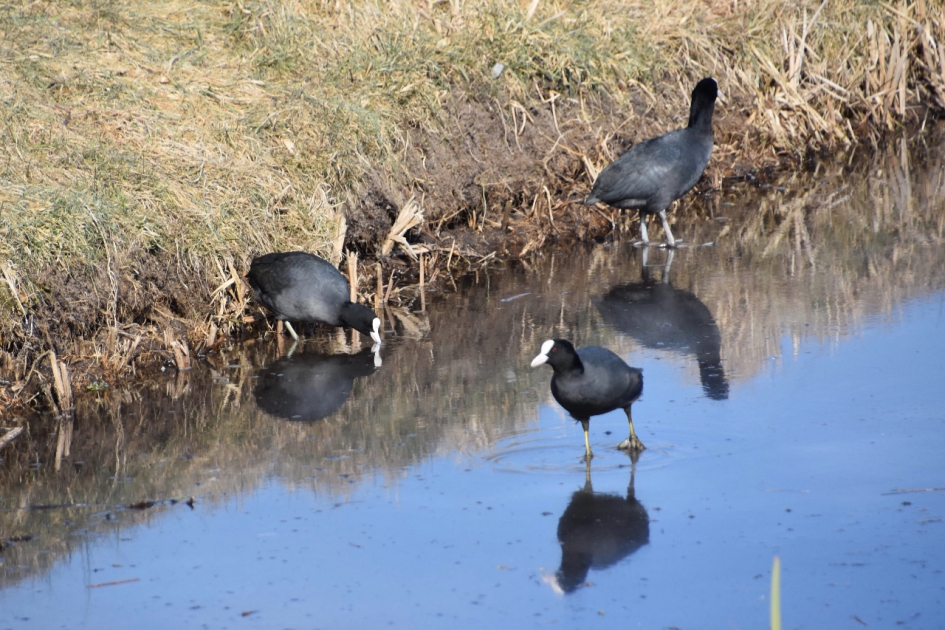 Meerkoeten op het ijs - Vogels - 