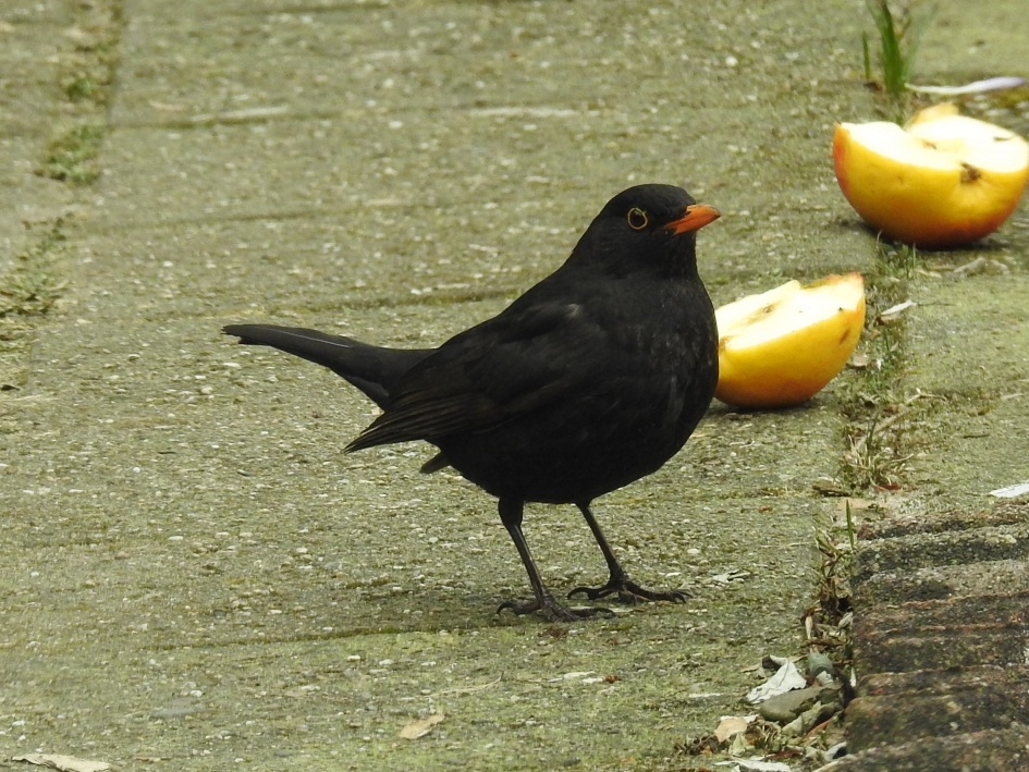 Merelman bij de appels - Vogels - Merel
