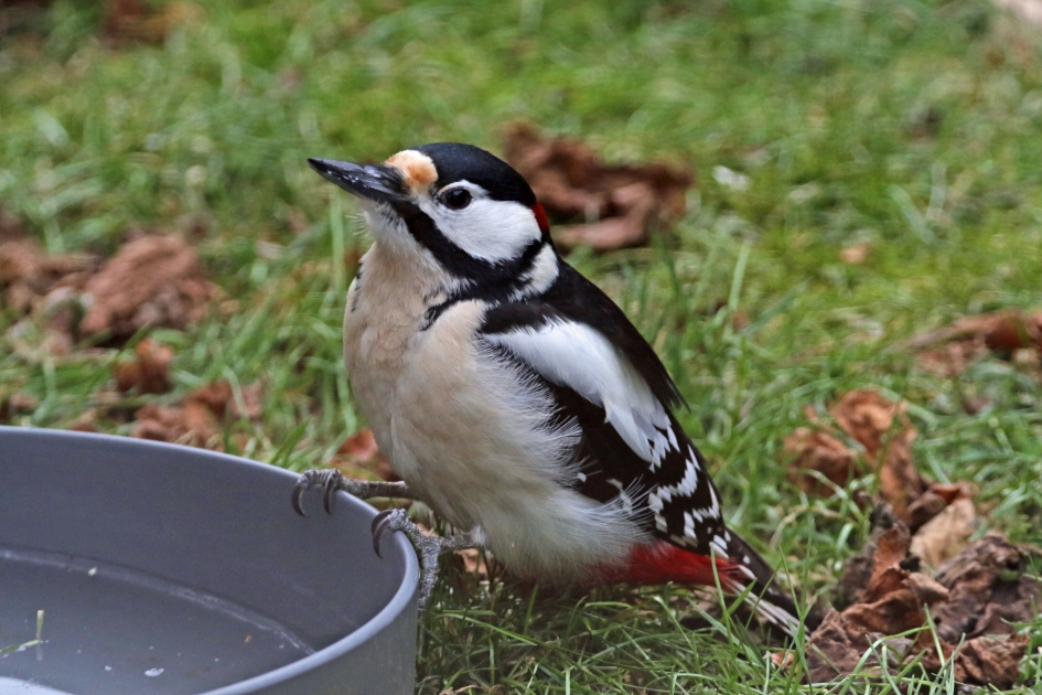 Met een bakje water (1) - Vogels - Bonte specht