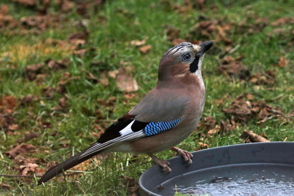 Met een bakje water (2) - Vogels - Gaai