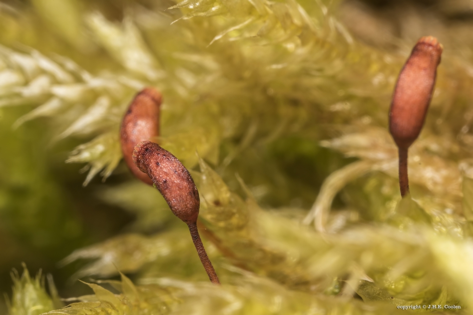 Mos met sporenkapsel - Planten - Mos